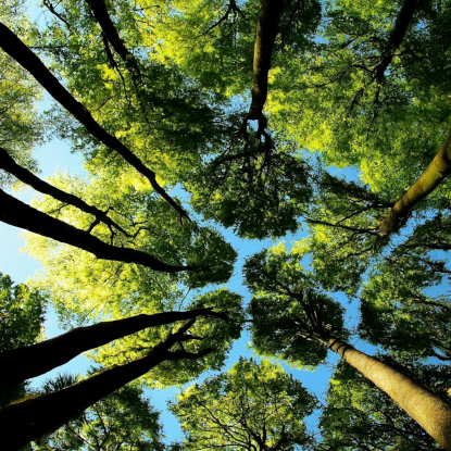 un&#39;immagine di esempio della visualizzazione dal basso