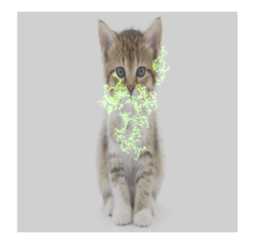 Una foto di un gatto con l&#39;overlay dell&#39;attribuzione delle funzionalità