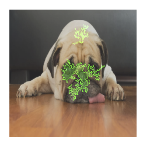 Foto di un cane con overlay di attribuzione della funzionalità